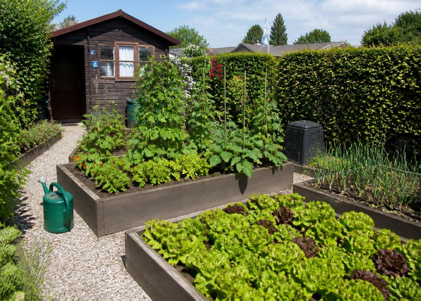 Kleingartenparzelle mit Hochbeeten, Salat, Gartenhaus und Kieswegen