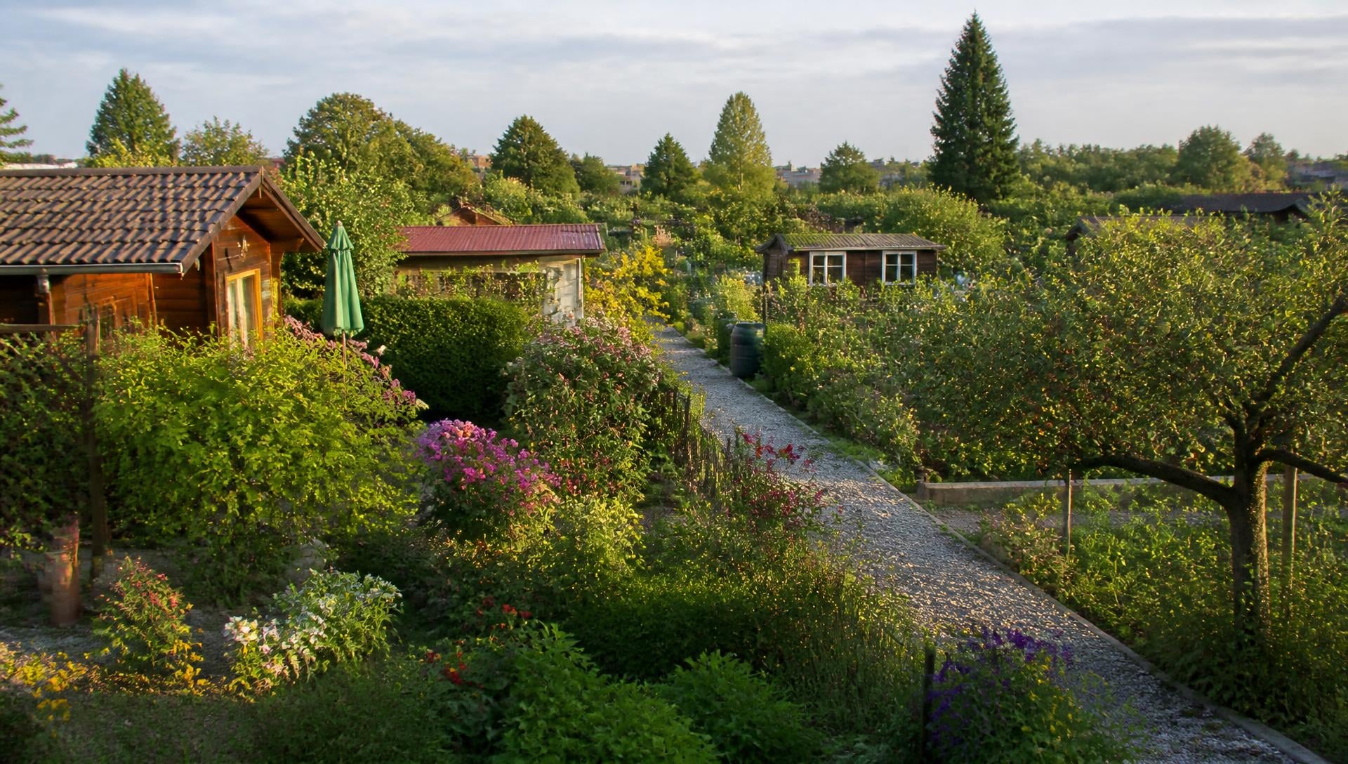 Kleingartenanlage mit Gartenwegen, Blumenbeeten, Obstbäumen und kleinen Gartenhäusern im Sommer